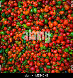 L'abondance des piments frais, Darjeeling, West Bengal, India Banque D'Images