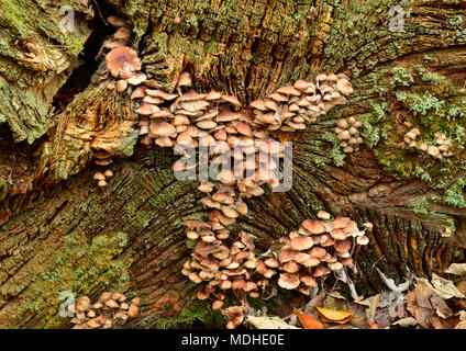 Champignon sur la fin d'une souche d'arbre, lac ; Belsay Bolam, Northumberland, England Banque D'Images