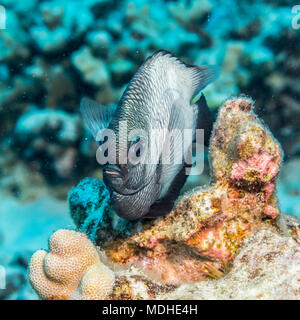 L'Hawaiian endémiques (Dascyllus albisella Dascyllus) photographié alors que la plongée le long de la côte de Kona Banque D'Images