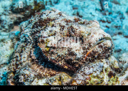 Devil Scorpionfish (Scorpaenopsis diabolus) prêt à ses proies en embuscade au large de la côte de Kona ; île de Hawaii, Hawaii, United States of America Banque D'Images