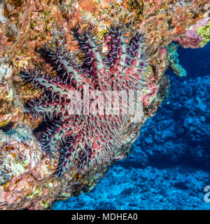 La couronne d'Étoile de mer Acanthaster planci se reposant près de l'entrée d'une grotte au large de la côte de Kona Banque D'Images