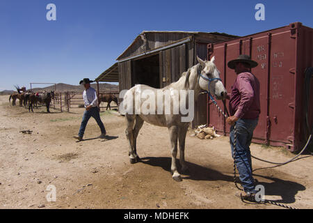 Laver son cheval de cow-boy à la fin d'une journée passée à rassembler le bétail Banque D'Images