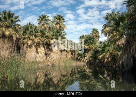 Oasis Palms 1000 Banque D'Images