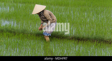 La plantation des plants de riz vietnamienne dans les rizières dans la campagne rurale Banque D'Images