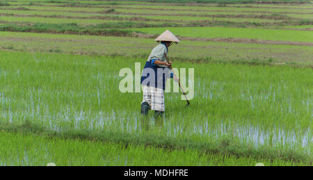 La plantation des plants de riz vietnamienne dans les rizières dans la campagne rurale Banque D'Images