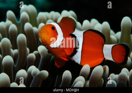 (Amphiprion ocellaris clownfish ouest (poissons clowns, False Percula Clownfish)) se cache dans l'anémone, Panglao, Philippines Banque D'Images