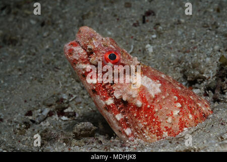 L'anguille serpent reptile est peeping hors de son terrier, Panglao, Philippines Banque D'Images