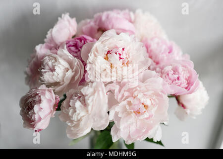 Mignon et jolie pivoine. nombreux pétales en couches. Bouquet de fleurs de pivoines rose pâle fond gris clair. Wallpaper Banque D'Images