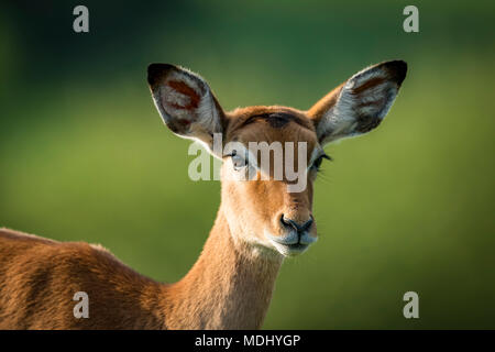 Close-up of female Impala (Aepyceros melampus) looking at camera, Tanzanie Banque D'Images