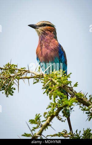 Lilac-breasted roller (Coracias caudatus) vers la gauche, direction générale sur le Parc National du Serengeti, Tanzanie ; Banque D'Images