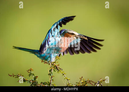 Lilac-breasted roller (Coracias caudatus) Direction générale des terres sur l'accomplissement sauterelle, le Parc National du Serengeti, Tanzanie ; Banque D'Images