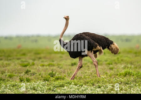 Autruche mâle (Struthio camelus) marche sur une plaine de herbe, le parc national du Serengeti, Tanzanie Banque D'Images