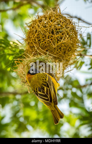 Masked weaver Ploceus velatus (oiseau) perché à l'entrée du nid, le Parc National du Serengeti, Tanzanie Banque D'Images