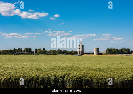 Un champ d'orge irriguée au début de l'été avec les silos à grains dans l'arrière-plan, l'Est de Washington ; Waitsburg, Washington, États-Unis d'Amérique Banque D'Images