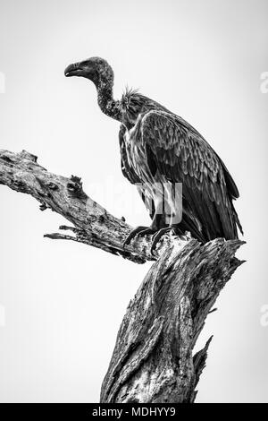 Monochrome Vautour africain (Gyps africanus) sur dead tree stump, parc national de Tarangire Tanzanie ; Banque D'Images