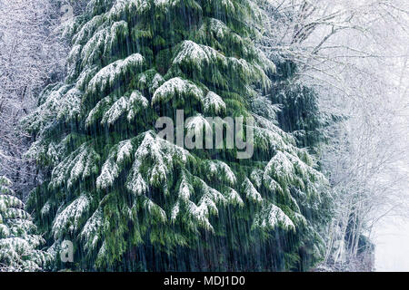 Chutes de neige sur un cèdre rouge de l'Ouest (Thuja plicata) ; Astoria, Oregon, United States of America Banque D'Images