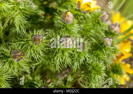 Pivoine à feuilles découpées, Dillpion (Paeonia tenuifolia) Banque D'Images