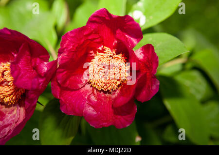 Pivoine corail, Korallpion (Paeonia mascula) Banque D'Images