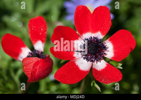 Anemone de Caen, Bukettanemon (Anemone coronaria) Banque D'Images