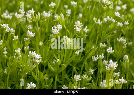 Le gaillet, Myskmadra Sweetscented (Galium odoratum) Banque D'Images