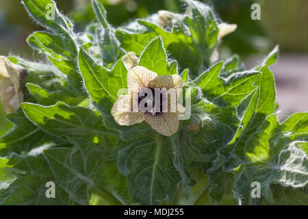 Bolmört, jusquiame (Hyoscyamus niger) Banque D'Images