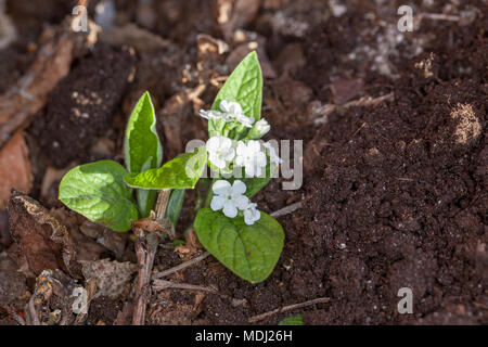 'Alba' Navelwort rampante, Ormöga, (Omphalodes verna) Banque D'Images