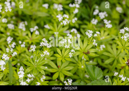 Le gaillet, Myskmadra Sweetscented (Galium odoratum) Banque D'Images