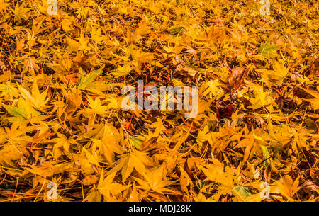 Couleur d'automne feuilles ornementales sur le terrain ; États-Unis d'Amérique Banque D'Images