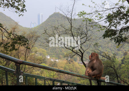 Ville de Guiyang à midi, la province du Guizhou, en Chine avec monkey sur le premier plan. Banque D'Images