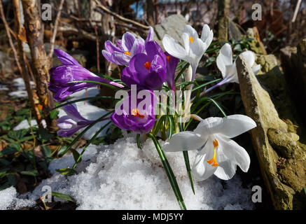 Mauve et blanc fleurs crocus (Crocus heuffelianus) sur le ressort stony prairie avec la fonte de neige. Banque D'Images