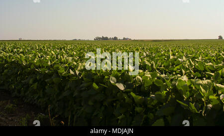 Jour brumeux de l'été dans le champ de soya Banque D'Images