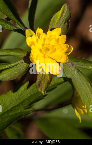 Fleur double de la variété inhabituelle de la jaune anémone des bois, anémone 'Fuchs Traum' Banque D'Images