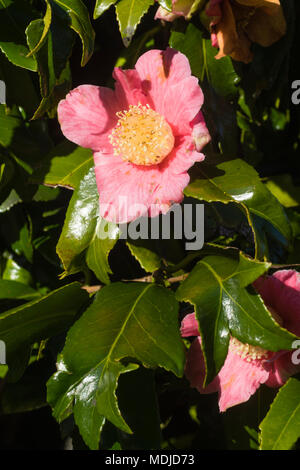 Fleur simple rose et brillant, de l'evergreen divisé foilage chambre camélia, Camellia japonica 'Kingyo-tsubaki' Banque D'Images