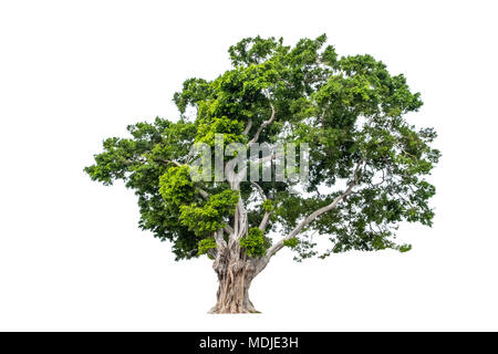 Arbre isolé sur fond blanc Banque D'Images