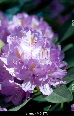 Rhododendron fleurs sur une branche Banque D'Images