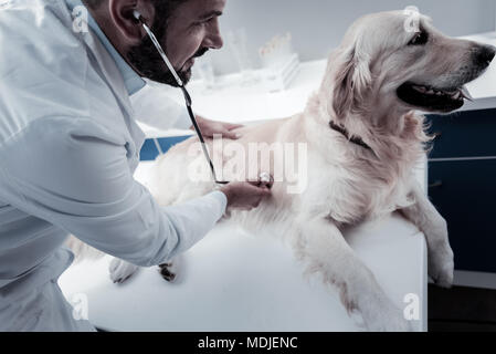 Smart positive médecin contrôle chiens souffle Banque D'Images