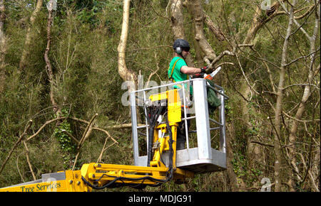 Bûcheron, tree surgeon sur une plate-forme mobile à l'aide d'une scie à élaguer, envahi par l'arbre arrière, portant le vêtement de protection approprié. Banque D'Images