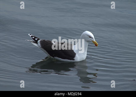 Larus marinus, Goéland à manteau noir, la chasse pour le crabe parmi les algues dans les bas-fonds à marée basse. Profitant de l'eau claire. Banque D'Images