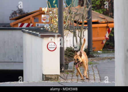 20 avril 2018, Allemagne, Berlin : un chien policier renifle le territoire autour de le tribunal où trois personnes soupçonnées d'Al-Nusra/membres sont en procès. Les trois frères syriens est venu en Allemagne en tant que réfugiés et sont maintenant accusés d'avoir rejoint l'organisation terroriste djihadiste salafiste. Photo : Julian Stratenschulte/dpa Banque D'Images