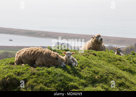 Abbotsbury, Dorset. 20 avril 2018. Les hautes températures continuent aujourd'hui sur la côte du Dorset où de nouveaux agneaux nés et de leurs mères de rappel et vous détendre dans le milieu du matin. La colline où les jeunes agneaux sont conservés donne sur la Chapelle St Catherine et la vaste étendue de plage de Chesil. Credit : Wayne Farrell/Alamy Live News Banque D'Images