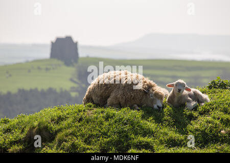 Abbotsbury, Dorset. 20 avril 2018. Les hautes températures continuent aujourd'hui sur la côte du Dorset où de nouveaux agneaux nés et de leurs mères de rappel et vous détendre dans le milieu du matin. La colline où les jeunes agneaux sont conservés donne sur la Chapelle St Catherine et la vaste étendue de plage de Chesil. Credit : Wayne Farrell/Alamy Live News Banque D'Images