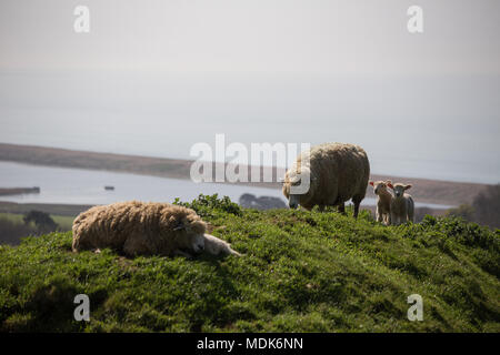 Abbotsbury, Dorset. 20 avril 2018. Les hautes températures continuent aujourd'hui sur la côte du Dorset où de nouveaux agneaux nés et de leurs mères de rappel et vous détendre dans le milieu du matin. La colline où les jeunes agneaux sont conservés donne sur la Chapelle St Catherine et la vaste étendue de plage de Chesil. Credit : Wayne Farrell/Alamy Live News Banque D'Images