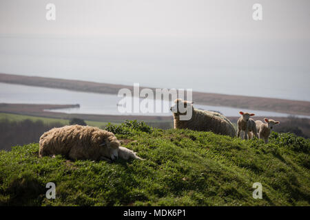 Abbotsbury, Dorset. 20 avril 2018. Les hautes températures continuent aujourd'hui sur la côte du Dorset où de nouveaux agneaux nés et de leurs mères de rappel et vous détendre dans le milieu du matin. La colline où les jeunes agneaux sont conservés donne sur la Chapelle St Catherine et la vaste étendue de plage de Chesil. Credit : Wayne Farrell/Alamy Live News Banque D'Images