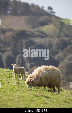 Abbotsbury, Dorset. 20 avril 2018. Les hautes températures continuent aujourd'hui sur la côte du Dorset où de nouveaux agneaux nés et de leurs mères de rappel et vous détendre dans le milieu du matin. La colline où les jeunes agneaux sont conservés donne sur la Chapelle St Catherine et la vaste étendue de plage de Chesil. Credit : Wayne Farrell/Alamy Live News Banque D'Images