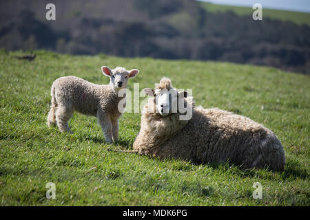 Abbotsbury, Dorset. 20 avril 2018. Les hautes températures continuent aujourd'hui sur la côte du Dorset où de nouveaux agneaux nés et de leurs mères de rappel et vous détendre dans le milieu du matin. La colline où les jeunes agneaux sont conservés donne sur la Chapelle St Catherine et la vaste étendue de plage de Chesil. Credit : Wayne Farrell/Alamy Live News Banque D'Images