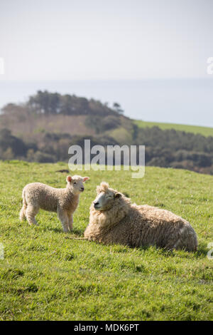 Abbotsbury, Dorset. 20 avril 2018. Les hautes températures continuent aujourd'hui sur la côte du Dorset où de nouveaux agneaux nés et de leurs mères de rappel et vous détendre dans le milieu du matin. La colline où les jeunes agneaux sont conservés donne sur la Chapelle St Catherine et la vaste étendue de plage de Chesil. Credit : Wayne Farrell/Alamy Live News Banque D'Images