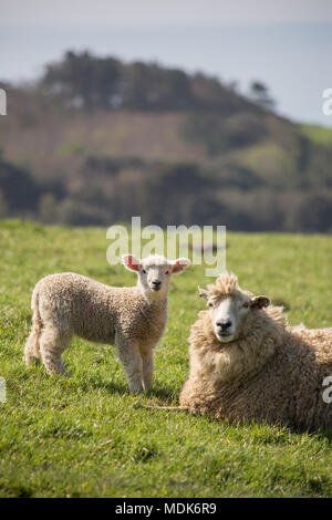 Abbotsbury, Dorset. 20 avril 2018. Les hautes températures continuent aujourd'hui sur la côte du Dorset où de nouveaux agneaux nés et de leurs mères de rappel et vous détendre dans le milieu du matin. La colline où les jeunes agneaux sont conservés donne sur la Chapelle St Catherine et la vaste étendue de plage de Chesil. Credit : Wayne Farrell/Alamy Live News Banque D'Images