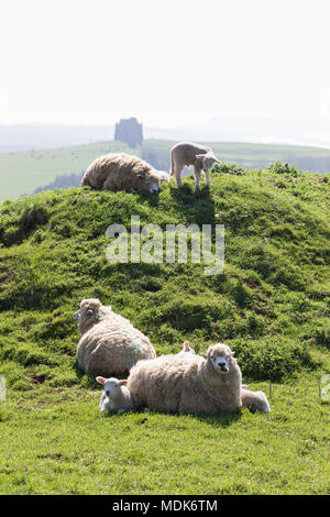 Abbotsbury, Dorset. 20 avril 2018. Les hautes températures continuent aujourd'hui sur la côte du Dorset où de nouveaux agneaux nés et de leurs mères de rappel et vous détendre dans le milieu du matin. La colline où les jeunes agneaux sont conservés donne sur la Chapelle St Catherine et la vaste étendue de plage de Chesil. Credit : Wayne Farrell/Alamy Live News Banque D'Images