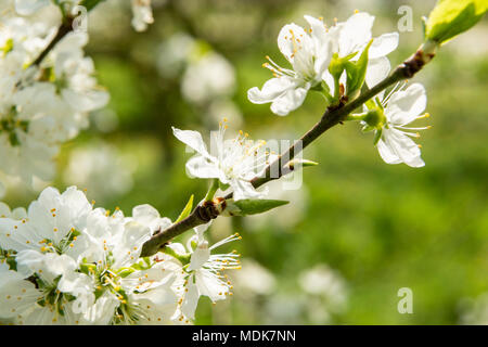 Willingham, Cambridgeshire 20 avril 2018. L'anormalement chaud et ensoleillé apporte hors apple et de prunier sur un verger commercial. La masse de fleurs blanches signalent l'arrivée du printemps que les températures à nouveau dans les années 20 centigrades dans une grande partie de la France d'aujourd'hui. Credit : Julian Eales/Alamy Live News Banque D'Images