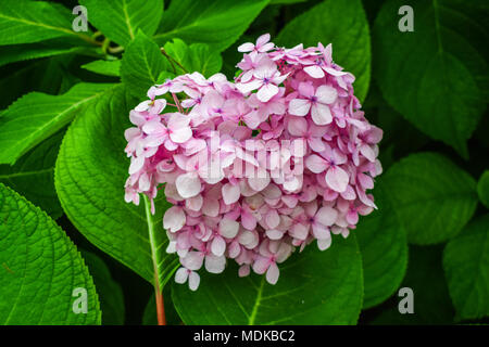 Hortensia rose fleur Banque D'Images